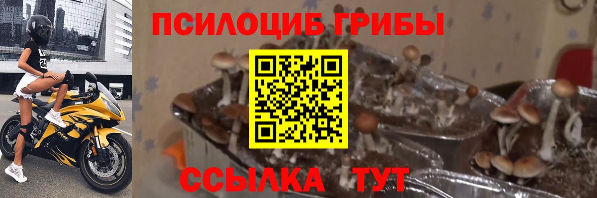Галлюциногенные грибы Psilocybe Краснознаменск